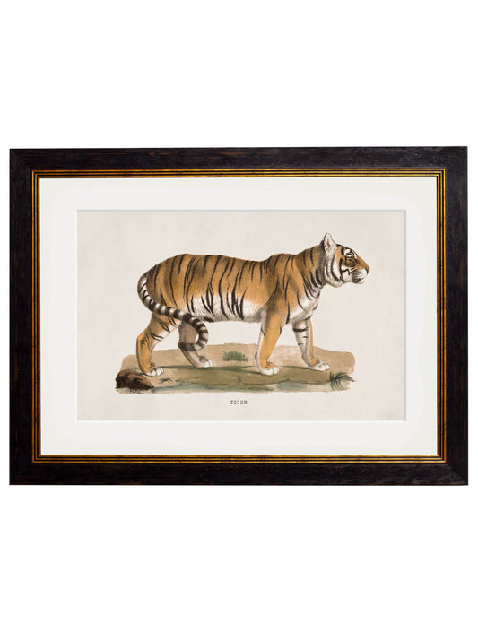 c.1824 Tiger – framed wall art at Leya Buster Interiors