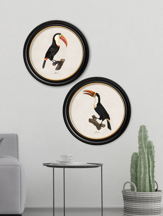 c.1809 Toucans – Round Frame – framed wall art at Leya Buster Interiors