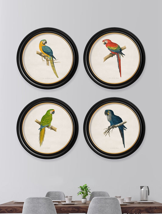 C.1884 Collection of Macaws in Round Frames – framed wall art at Leya Buster Interiors