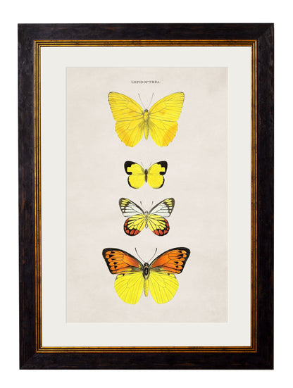 c.1835 Butterflies styled view – Leya Buster Interiors